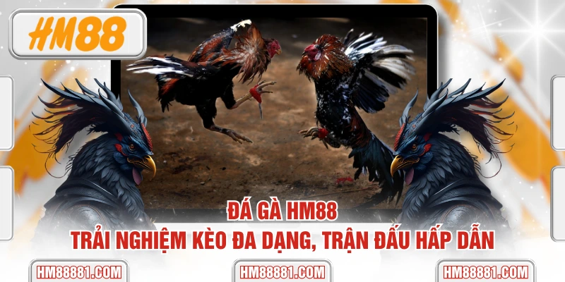 Đá gà HM88 - Trải Nghiệm Kèo Đa Dạng, Trận Đấu Hấp Dẫn